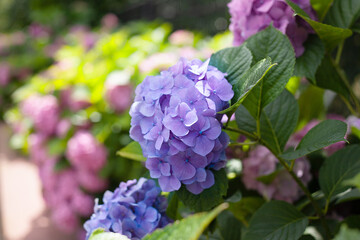 Fototapeta premium Blooming hydrangea close-up. Lush flowering hortensia. Blue and pink hydrangea in bloom.