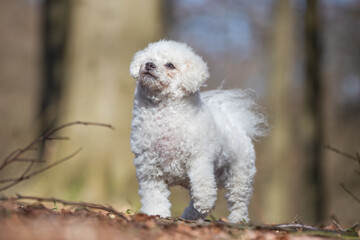 Coton De Tulear