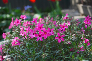Spring flowers. Weaving and tall plants. Tulips, cockerels, petunias and perennial summer cottages. Bright colors and paints.