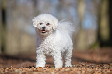 Coton De Tulear
