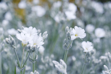 white springtime sandwort flowers close up