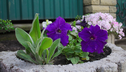 Spring flowers. Weaving and tall plants. Tulips, cockerels, petunias and perennial summer cottages. Bright colors and paints.