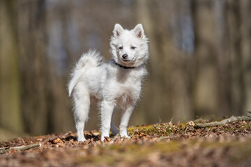 Obraz premium dog, animal, white, samoyed, pet, canine, puppy, cute, domestic, fur, husky, breed, portrait, mammal, purebred, beautiful, pedigree, eskimo, tongue, wolf, fluffy, running, young, one, shepherd
