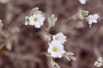 white springtime sandwort flowers close up