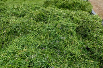 Ensilage luzerne, confection d'un silo, tassement avec un tracteur