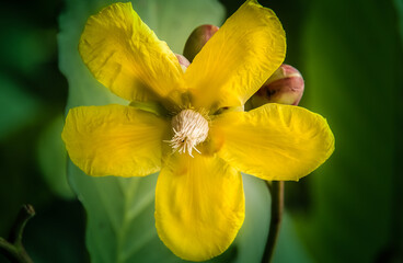 Amazing close up picture of a yellow exotic orchid on a deep dark green leaves and blury background. Singapore, January 8, 2020