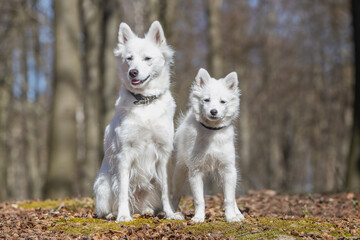 Obraz premium dog, animal, white, samoyed, pet, canine, puppy, cute, domestic, fur, husky, breed, portrait, mammal, purebred, beautiful, pedigree, eskimo, tongue, wolf, fluffy, running, young, one, shepherd