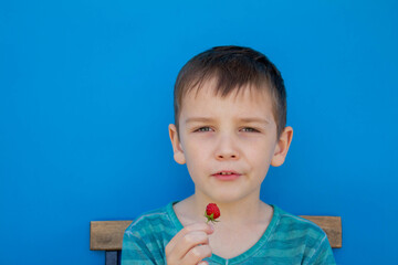 a boy of 8 years old looks at the camera and not at a red strawberry, a berry on a blue background