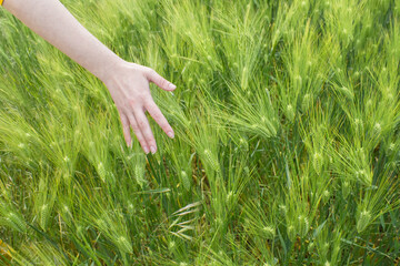 Female hand in a wheat field, young green wheat sprouts, happy farming, wheat growing industry