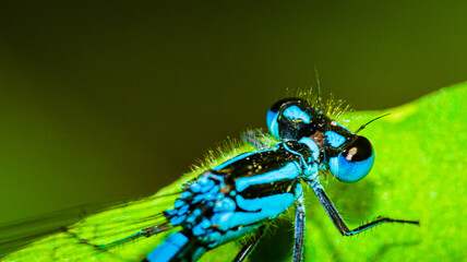 Portrait of a damselfly in close-up.

The animal is colored black and blue and has small hairs all over the body.
