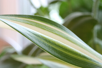 Obraz premium Leaf of indoor flower with green and white stripes
