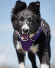 dog, husky, animal, white, wolf, pet, canine, fur, siberian, winter, cute, mammal, puppy, arctic, nature, snow, wild, collie, animals, beautiful, breed, samoyed, domestic, alaskan, wildlife, border 
