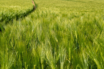 Ripening bearded barley on a bright summer day day. It is a member of the grass family, is a major cereal grain grown in temperate climates globally.