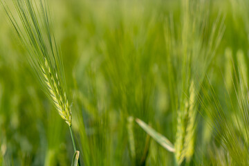 Ripening bearded barley on a bright summer day day. It is a member of the grass family, is a major cereal grain grown in temperate climates globally.