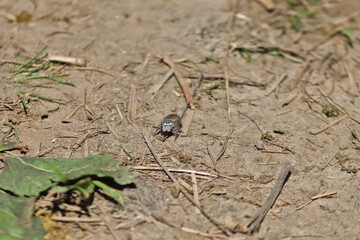 Jumping spider looking at camera
