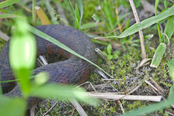 Fototapeta premium Scales of a Northern Water Snake