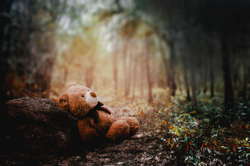 bear in the woods