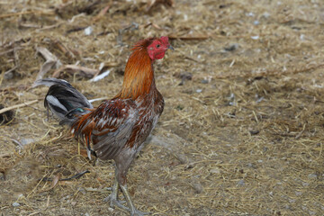 The colorful fighting cock is stand up in farm at thailand