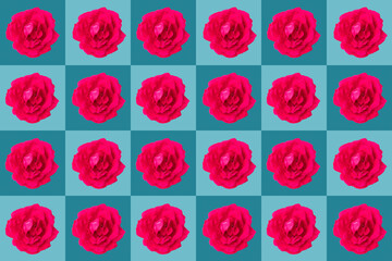 squares with twenty-four rose blossoms on blue colored background