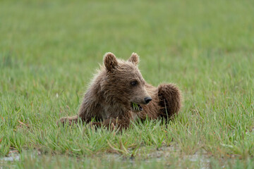 brown bear cub grazing 