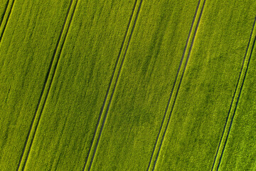 Aerial view of Ripening bearded barley on a bright summer day day. It is a member of the grass family, is a major cereal grain grown in temperate climates globally.