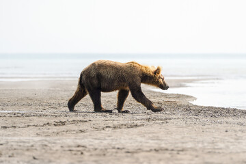 juvenile brown bear in the fog 