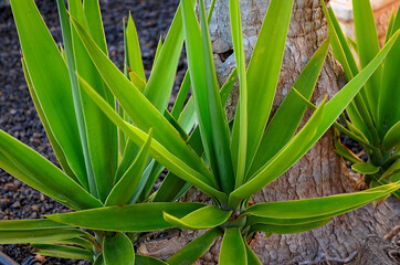 green, pflanze, gras, natur, blatt, blatt, frühling, garden, sommer, wachstum, flora, makro, frisch, blume, neu, existenz, wasser, feld, close up, isoliert, jahreszeit, close up, wachsen, pflanze, hel