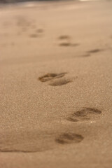 View of footprints on the beach sand, track marks along the beach