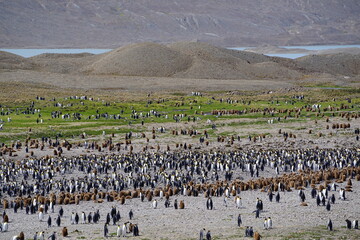 Huge king penguin colony on South Georgia