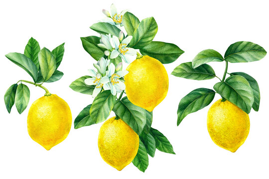 Set Off Blooming Lemon Branches On An Isolated White Background, Watercolor Illustration, Botanical Painting.