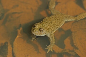 Männliche schwimmende Gelbbauchunke (Bombina variegata).