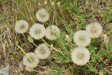Dans la nature : aigrette, pappus, de pissenlit.