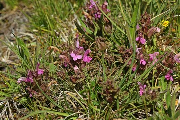 Wald-Läusekraut (Pedicularis sylvatica).