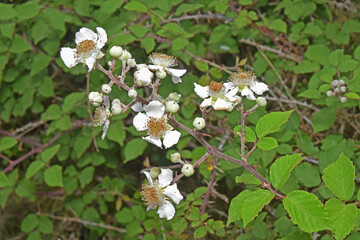 Dans la nature : fleurs de ronces qui donneront des mûres sauvages.