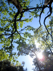 Beautiful photo shows an old broken tree