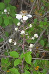 Dans la nature : fleurs de ronces qui donneront des mûres sauvages.
