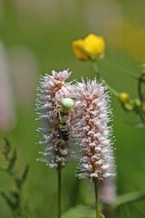 Veränderliche Krabbenspinne (Misumena vatia) mit gefangener Biene auf Schlangen-Knöterich (Bistorta officinalis)