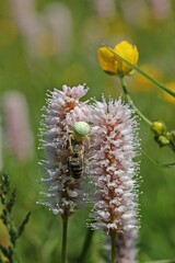 Veränderliche Krabbenspinne (Misumena vatia) mit gefangener Biene auf Schlangen-Knöterich (Bistorta officinalis)