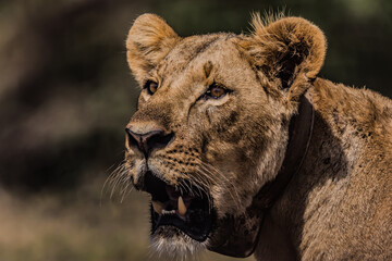 A lion Facing the camera at close range