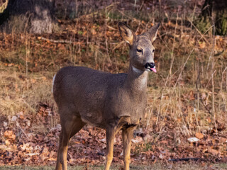 Portrait of a deer sticking it’s tongue out