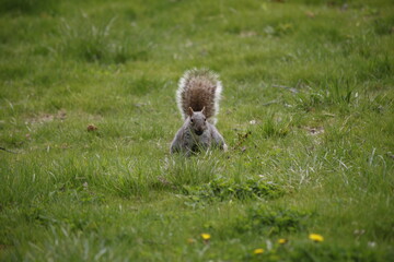 Ardilla en cesped