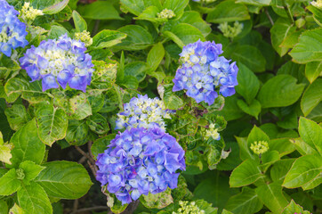 Hydrangea Flowers