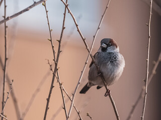 Close up of a sparrow perching on a branch