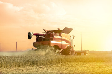 Fototapeta premium Red combine harvester is working during harvest time in the farmer’s fields, machine is cutting grain plants at sunset, agriculture concept