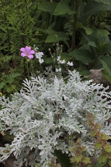 Cineraria with silvery velvet leaves and other flowers in the flower bed.