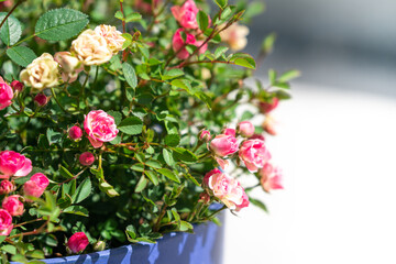 Tiny  Pink, White, Yellow Roses in Blue Planter