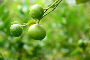 Green lemon on a tree