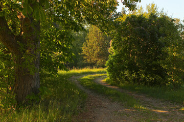 Obraz premium Zielona droga w Polsce wśród drzew