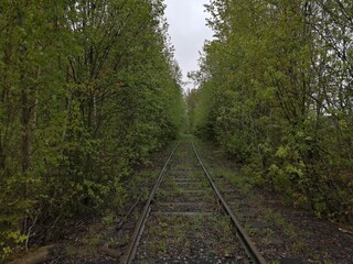 railroad rails linear perspective forest trees sleepers