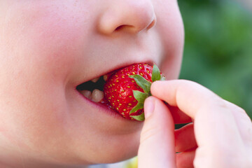 a child bites a strawberry berry while holding it in his hands